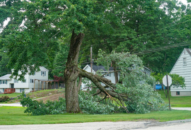 Tree Branch Trimming in Lowell, NC